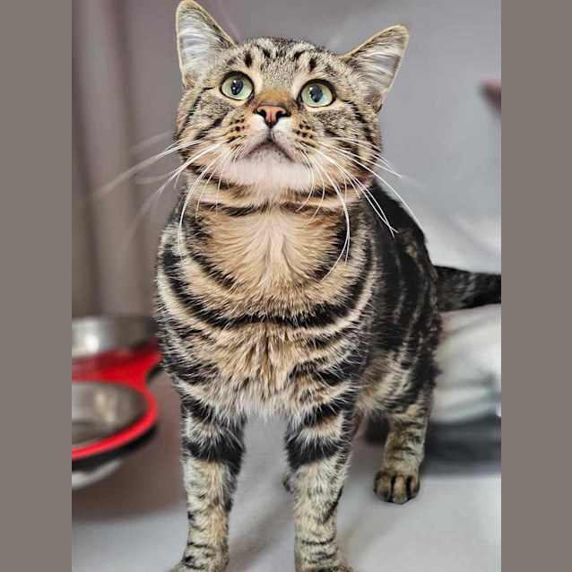 Photo of Obi