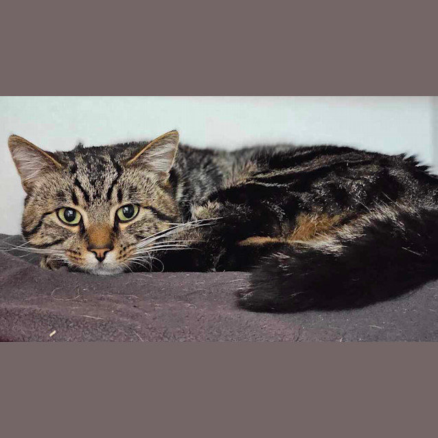 Photo of Obi
