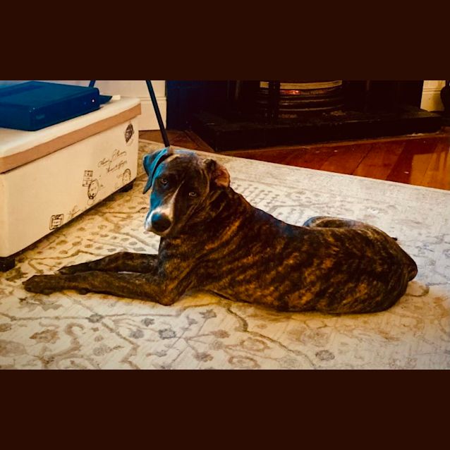 Photo of Pearl