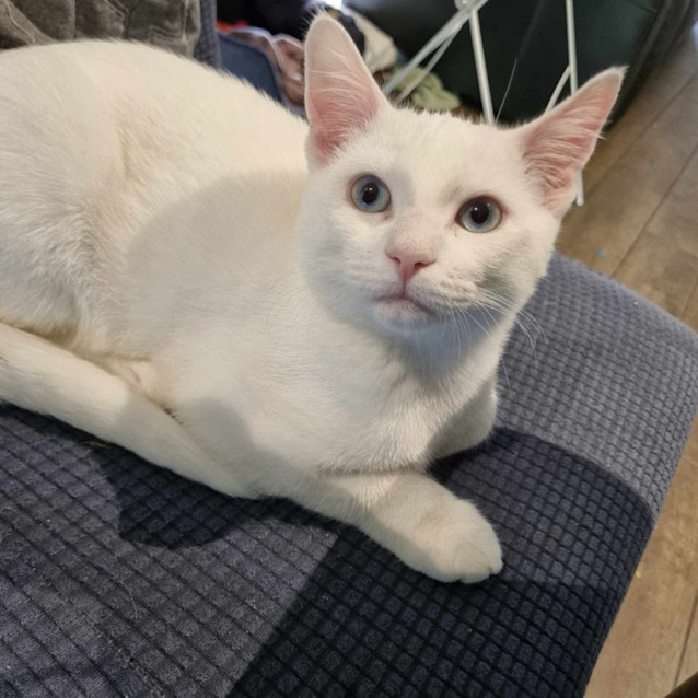 Photo of Parsnip
