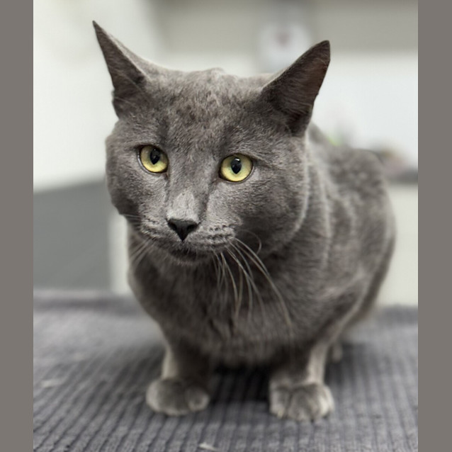 Photo of Baloo