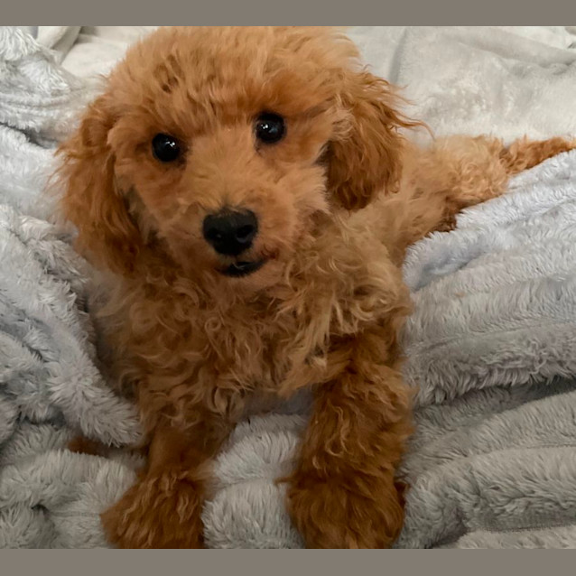 Photo of Sandy