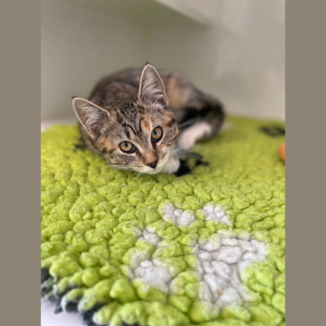Photo of Gracie