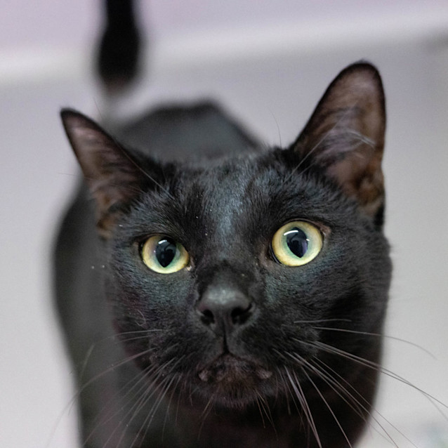 Photo of Spectre