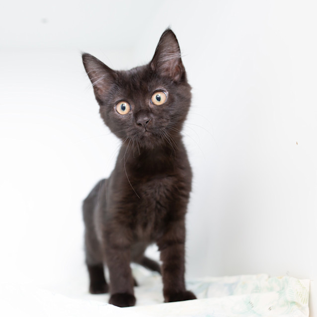 Photo of Greek Salad