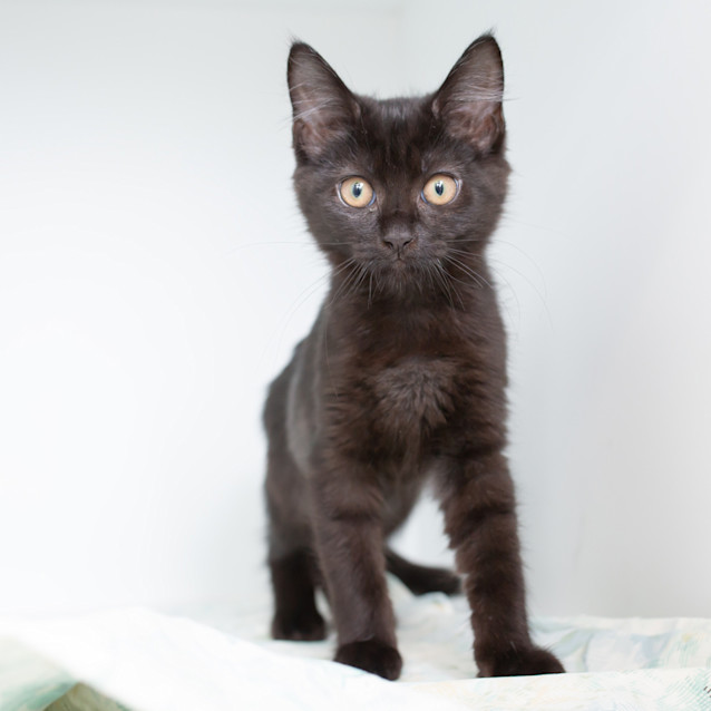 Photo of Greek Salad