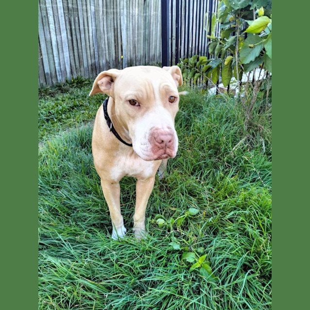 Photo of Narla *$250 Adoption Fee*