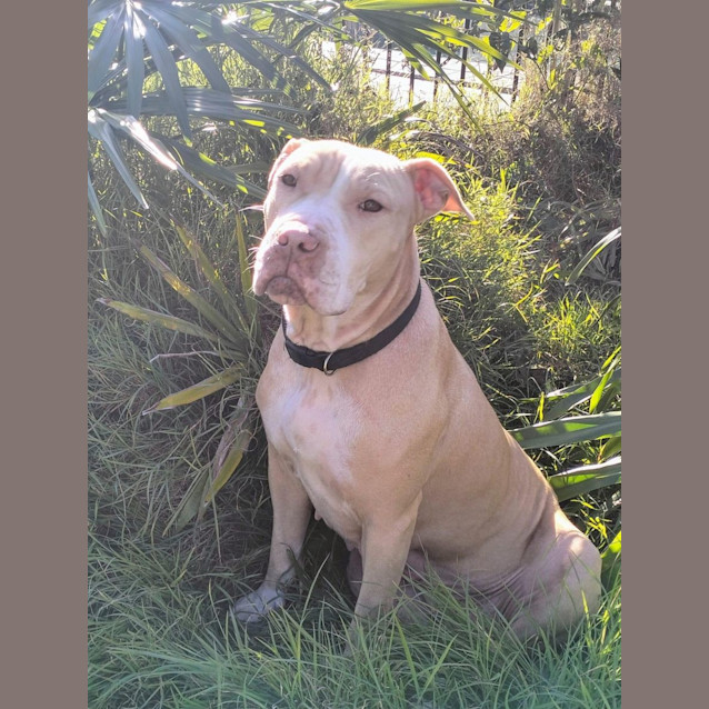 Photo of Narla *$250 Adoption Fee*