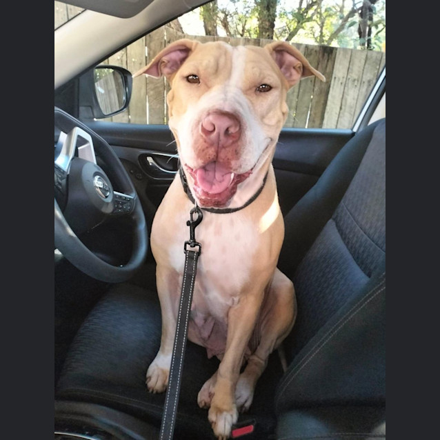 Photo of Narla *$250 Adoption Fee*