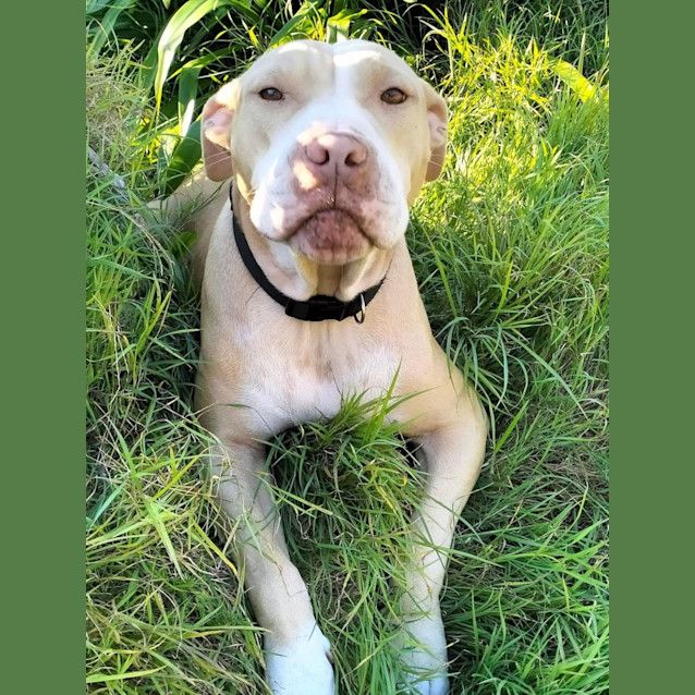 Photo of Narla *$250 Adoption Fee*