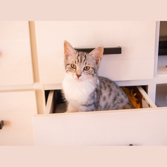 Photo of Sherbert