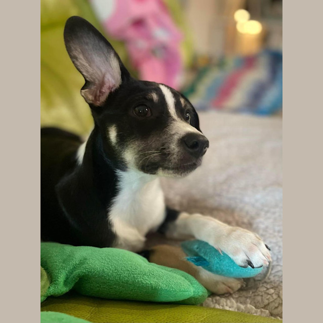 Photo of King