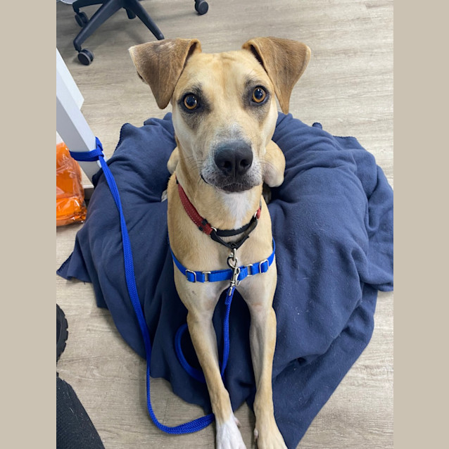 Photo of Scout