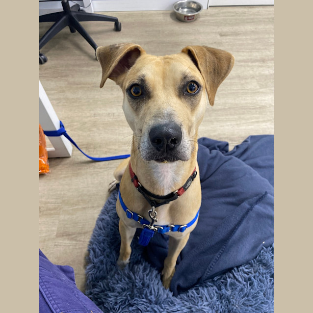 Photo of Scout
