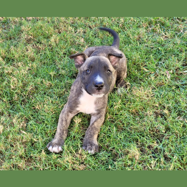 Photo of Odin