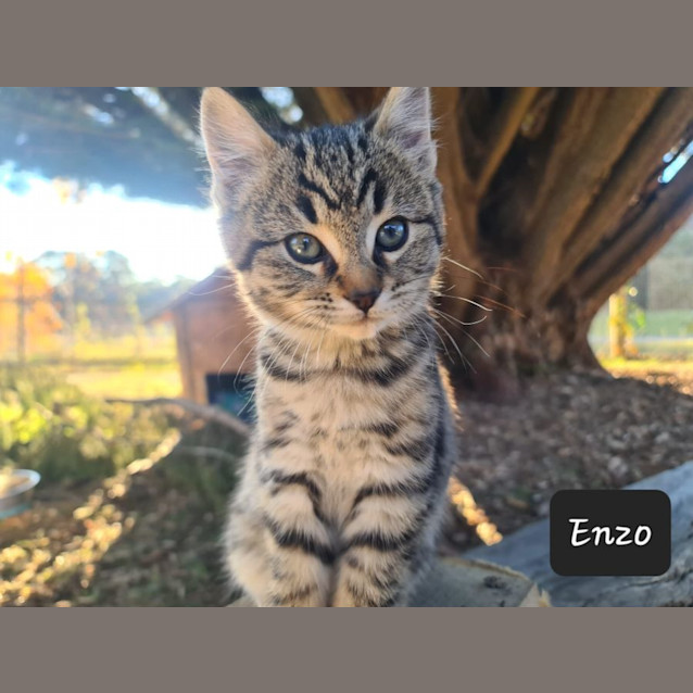 Photo of Enzo