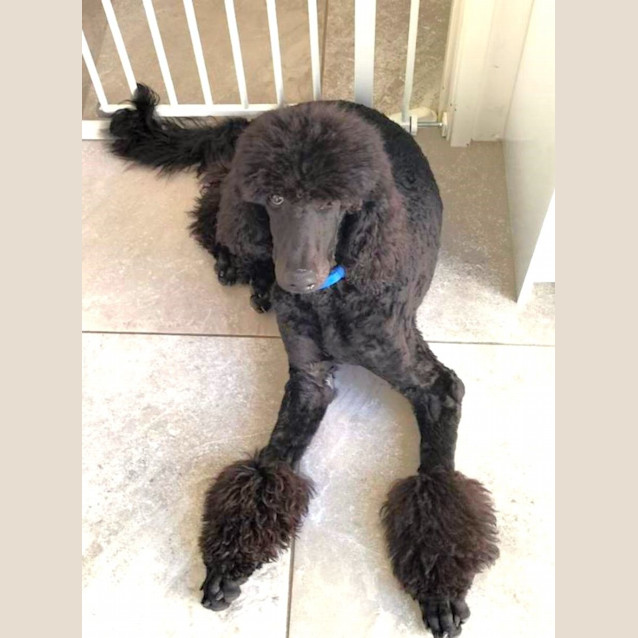 Photo of Loki