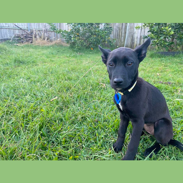 Photo of Midnight