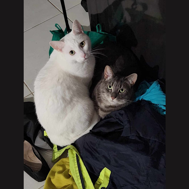 Photo of Lumi / Sheik