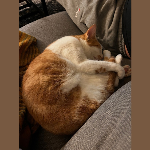 Photo of Pheonix