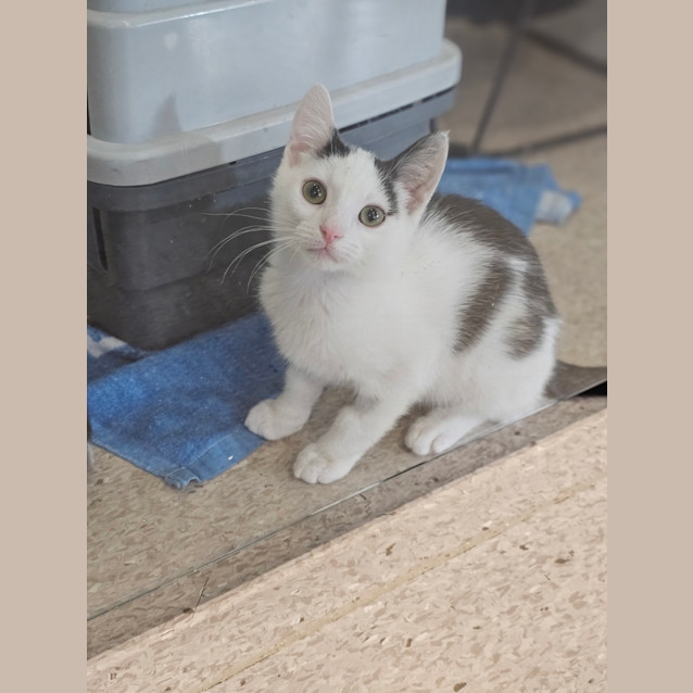 Photo of Flopsy The Great Explorer