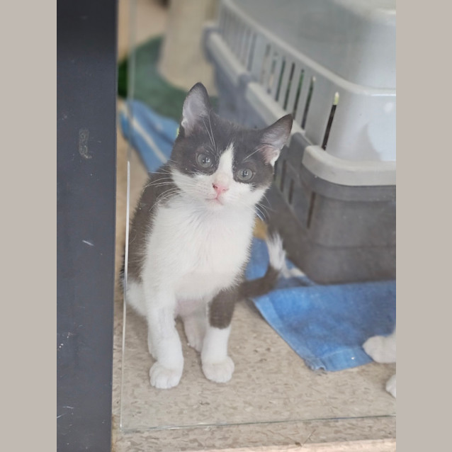 Photo of Flipsy Meowington The 9th