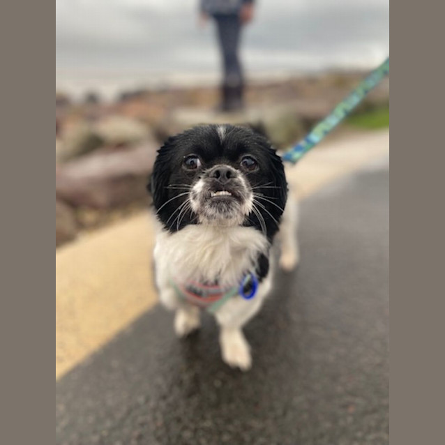 Photo of Mitzi   9 Month Old Shih Tzu (Trial)