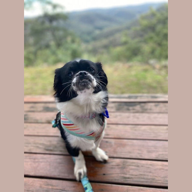 Photo of Mitzi   9 Month Old Shih Tzu (Trial)