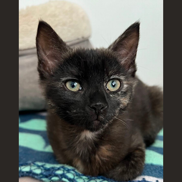 Photo of Puddles Cuddly Smooch 