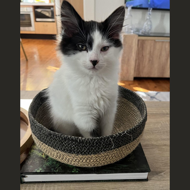 Photo of Snoopy (And Chesty)