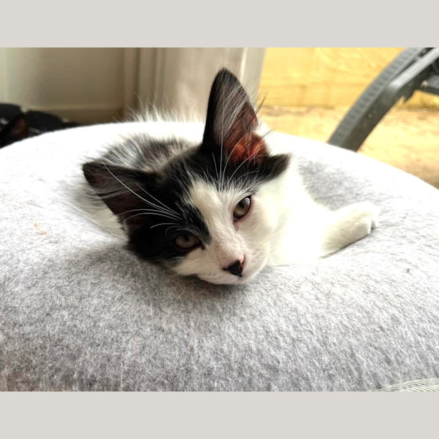 Photo of Snoopy (And Chesty)