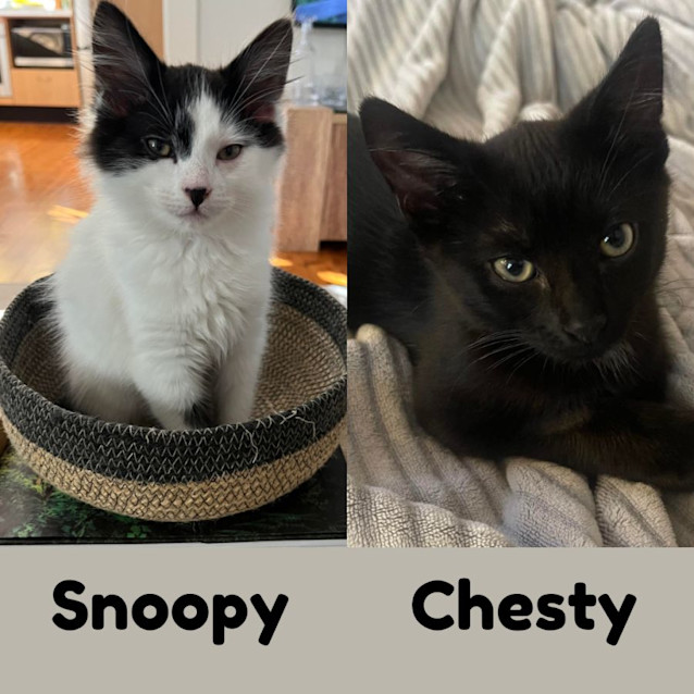 Photo of Snoopy (And Chesty)