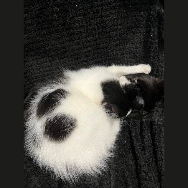 Photo of Chesty (And Snoopy)