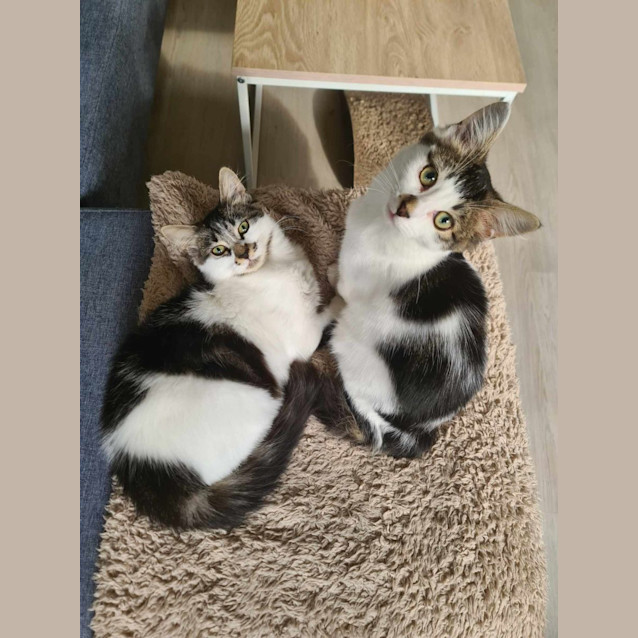 Photo of Marvin (And Fox)