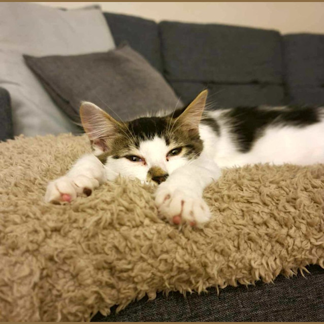 Photo of Marvin (And Fox)