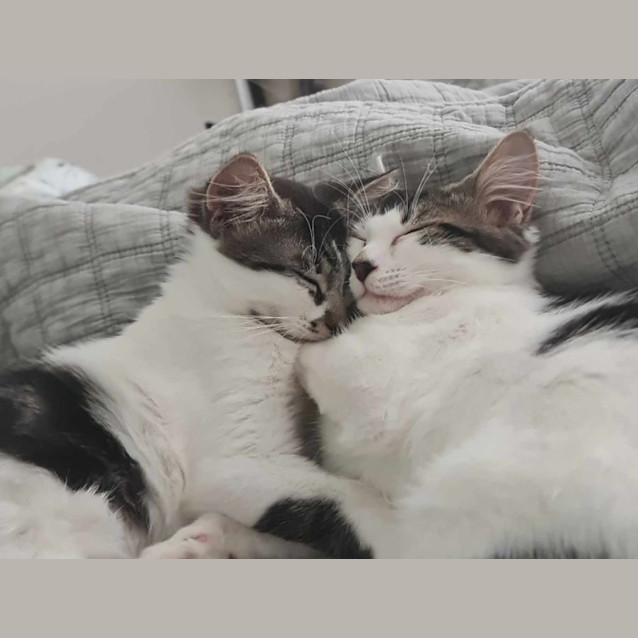 Photo of Marvin (And Fox)