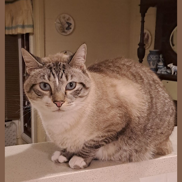 Photo of Darcy