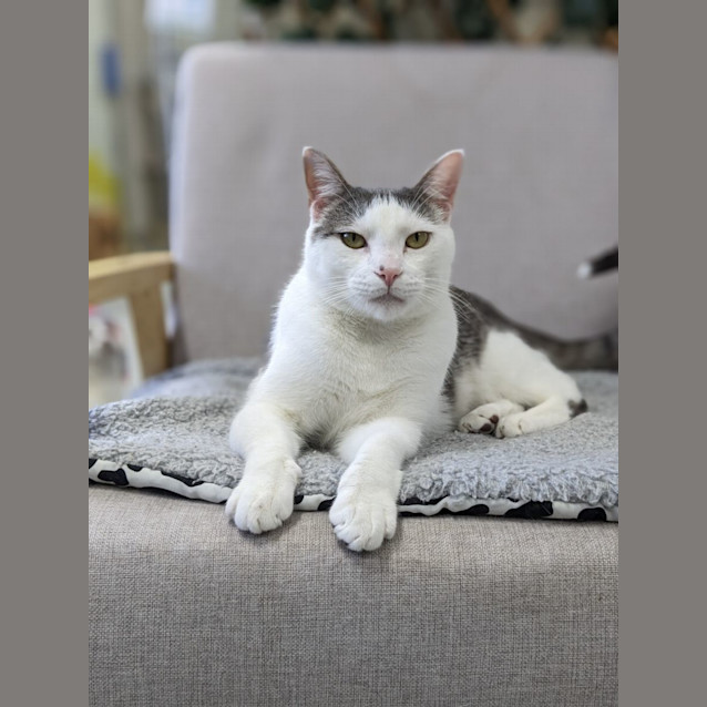 Photo of ⛄ Olaf 5091 ⛄