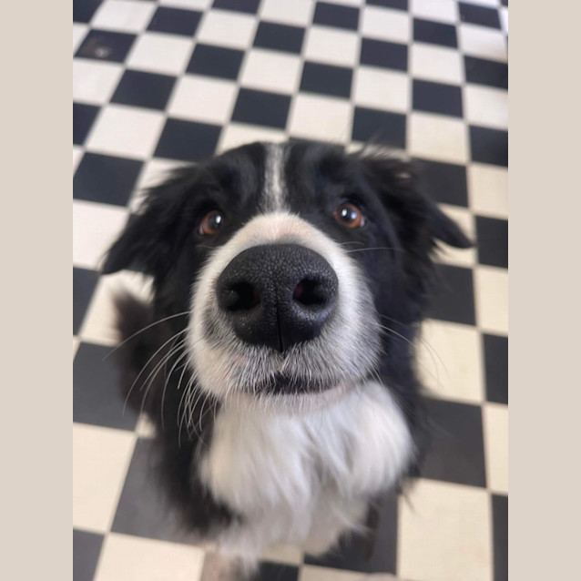 Photo of Alfie