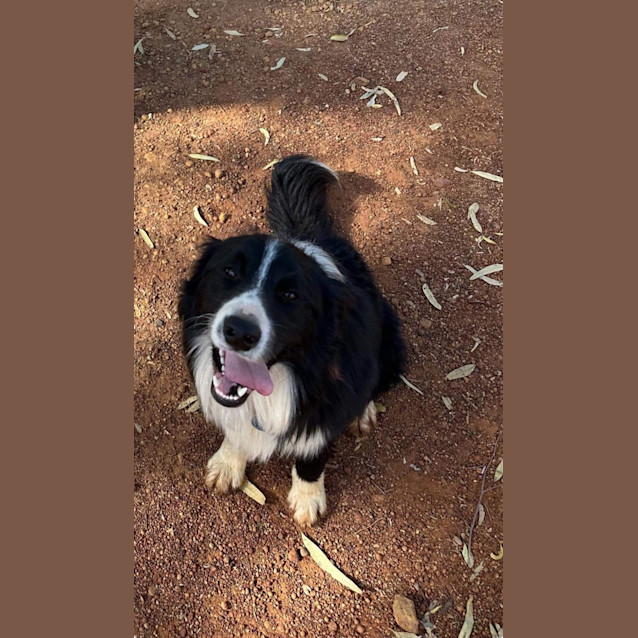 Photo of Alfie