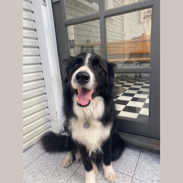 Photo of Alfie