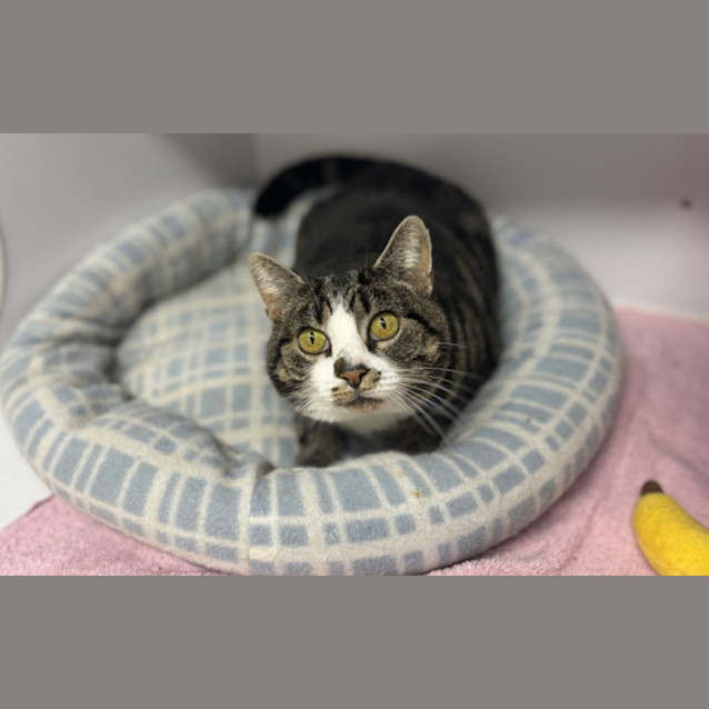 Photo of Kitty