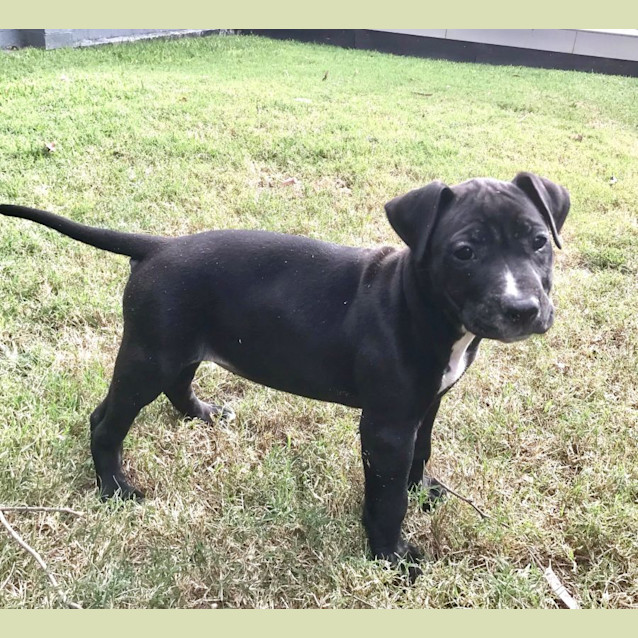Photo of Disco   7 Week Old Staffy X Kelpie X Cattle (Trial