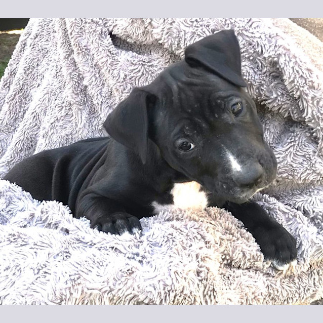 Photo of Disco   7 Week Old Staffy X Kelpie X Cattle (Trial