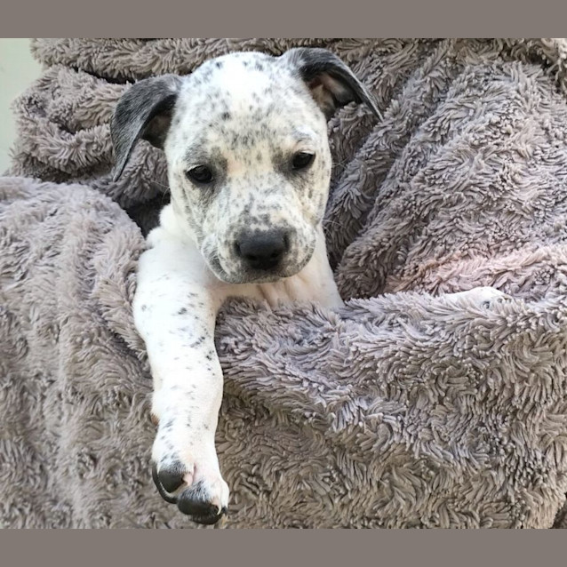 Photo of Keekee   7 Week Old Staffy X Kelpie X (Trial)