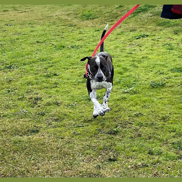 Photo of Oreo & Tara