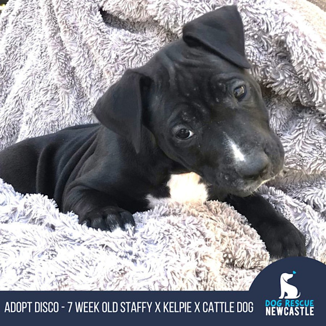 Photo of Disco   7 Week Old Staffy X Kelpie X Cattle (Trial