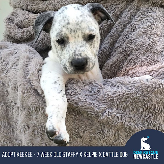 Photo of Keekee   7 Week Old Staffy X Kelpie X (Trial)