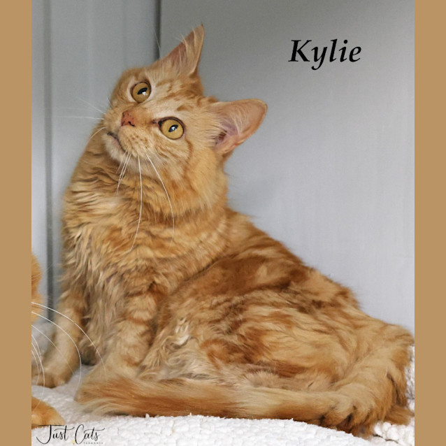 Photo of Kylie