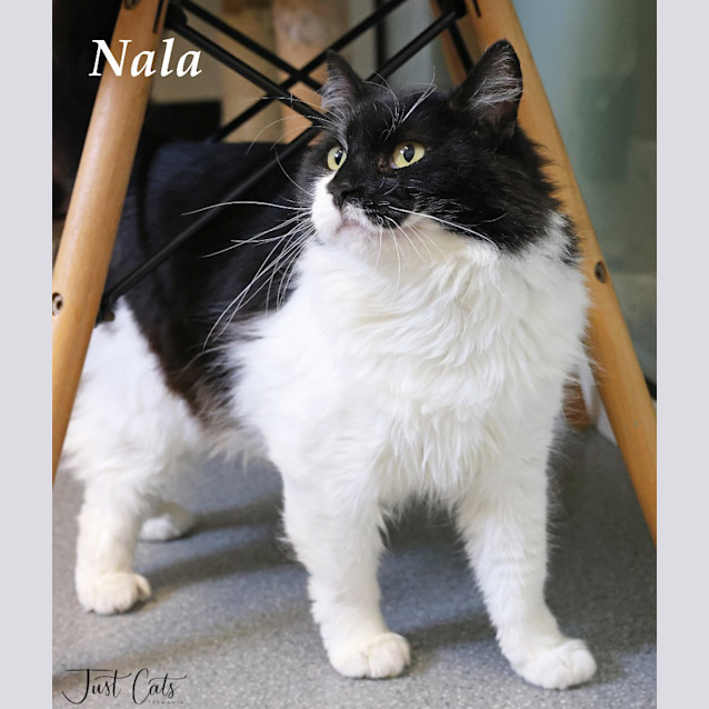 Photo of Nala